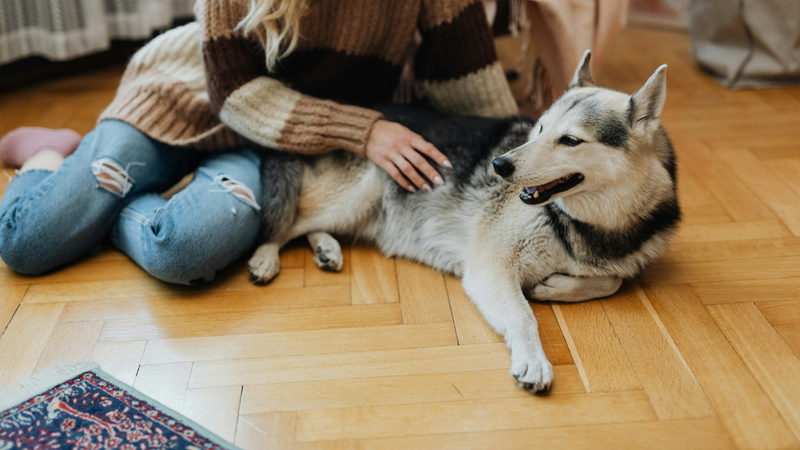 Pet-Friendly Flooring: Stylish and Scratch-Resistant Options